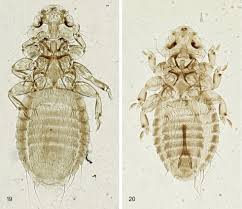 Attēlu rezultāti vaicājumam “Phthiraptera”
