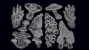 Attēlu rezultāti vaicājumam “fungi”