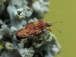 Attēlu rezultāti vaicājumam “Physatocheila smreczynskii”