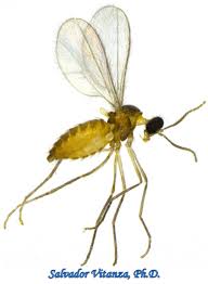 Attēlu rezultāti vaicājumam “Cecidomyiidae”