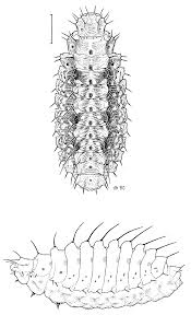 Attēlu rezultāti vaicājumam “Micropterigidae”