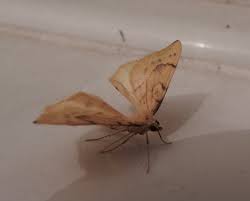 Attēlu rezultāti vaicājumam “Eulithis pyraliata”