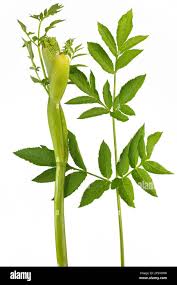 Attēlu rezultāti vaicājumam “Angelica sylvestris leaf”