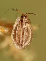 Attēlu rezultāti vaicājumam “Acalypta carinata”