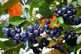 Attēlu rezultāti vaicājumam “Aronia melanocarpa fruit”