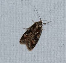 Attēlu rezultāti vaicājumam “Semioscopis oculella”