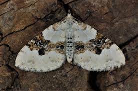 Attēlu rezultāti vaicājumam “Xanthorhoe montanata”