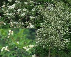 Attēlu rezultāti vaicājumam “Crataegus macracantha”