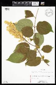 Attēlu rezultāti vaicājumam “Syringa reticulata subsp. amurensis”