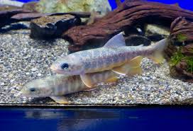 Image result for Salvelinus malma
