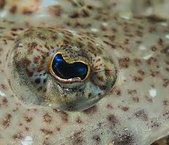 Image result for Platycephalus speculator