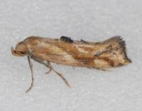 Attēlu rezultāti vaicājumam “Epermenia falciformis”