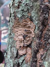 Attēlu rezultāti vaicājumam “Junghuhnia pseudozilingiana”