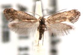 Attēlu rezultāti vaicājumam “Incurvariidae”