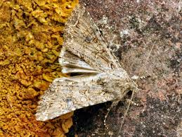 Attēlu rezultāti vaicājumam “Hadula trifolii”