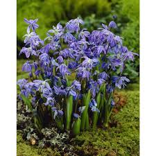 Attēlu rezultāti vaicājumam “Scilla siberica bud”