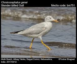Image result for Chroicocephalus genei
