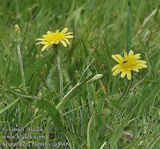 Attēlu rezultāti vaicājumam “Scorzonera humilis bud”