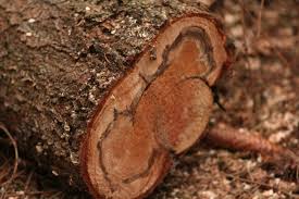 Attēlu rezultāti vaicājumam “Heterobasidion annosum”