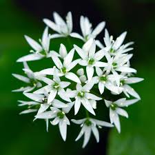 Attēlu rezultāti vaicājumam “Allium ursinum flower”