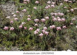 Attēlu rezultāti vaicājumam “Antennaria dioica male flower”