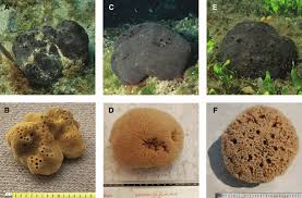 Attēlu rezultāti vaicājumam “Spongia”