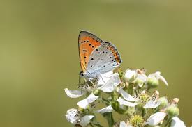 Attēlu rezultāti vaicājumam “Lycaena dispar underside”
