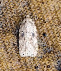 Attēlu rezultāti vaicājumam “Agonopterix aranella”