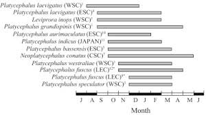Image result for Platycephalus speculator