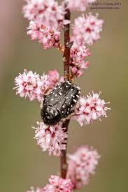 Attēlu rezultāti vaicājumam “Oxythyrea funesta imago”
