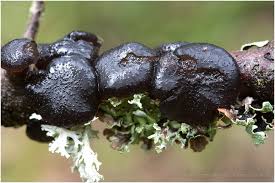 Attēlu rezultāti vaicājumam “Exidia truncata”