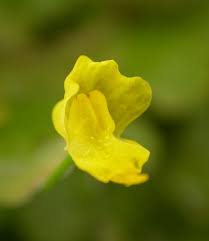 Attēlu rezultāti vaicājumam “Utricularia x neglecta bud”