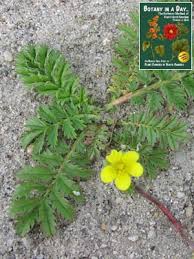 Attēlu rezultāti vaicājumam “Rosaceae”