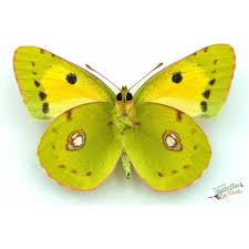 Attēlu rezultāti vaicājumam “Colias croceus”