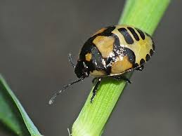 Attēlu rezultāti vaicājumam “Tritomegas bicolor nymph”