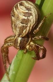 Attēlu rezultāti vaicājumam “Xysticus bifasciatus female”