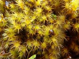 Attēlu rezultāti vaicājumam “Campylium chrysophyllum”