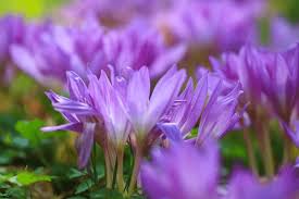 Attēlu rezultāti vaicājumam “Colchicaceae”