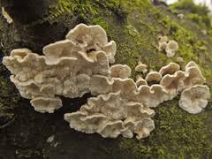 Attēlu rezultāti vaicājumam “Plicatura nivea”