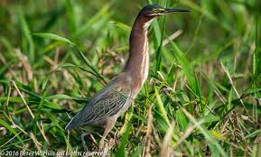 Image result for Butorides virescens