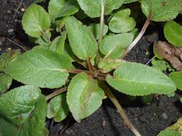 Attēlu rezultāti vaicājumam “Campanula glomerata leaf”