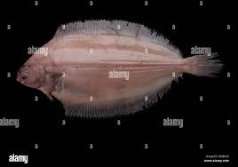 Image result for Glyptocephalus cynoglossus