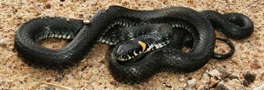 Attēlu rezultāti vaicājumam “Natrix natrix adult”