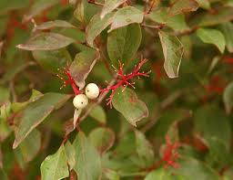 Attēlu rezultāti vaicājumam “Cornus sericea fruit”
