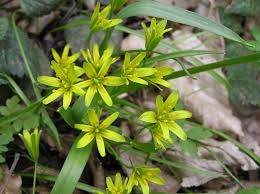 Attēlu rezultāti vaicājumam “Gagea lutea leaf”