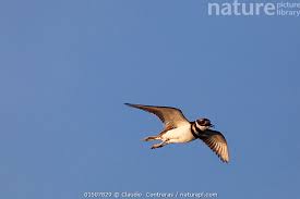 Image result for Charadrius vociferus