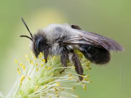 Attēlu rezultāti vaicājumam “Andrena vaga”
