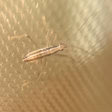 Attēlu rezultāti vaicājumam “Nabis limbatus”