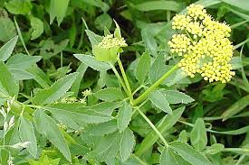 Image result for Pastinaca sativa