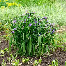 Attēlu rezultāti vaicājumam “Tradescantia virginiana”